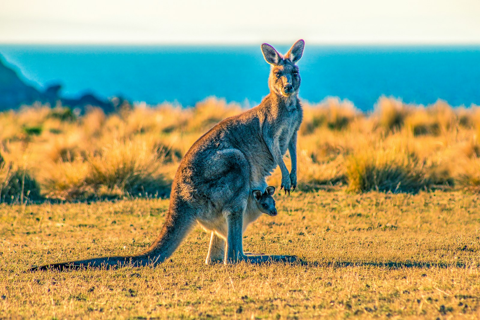 A kangaroo with a joey in its pouch on sunlit grass, with blue water behind.