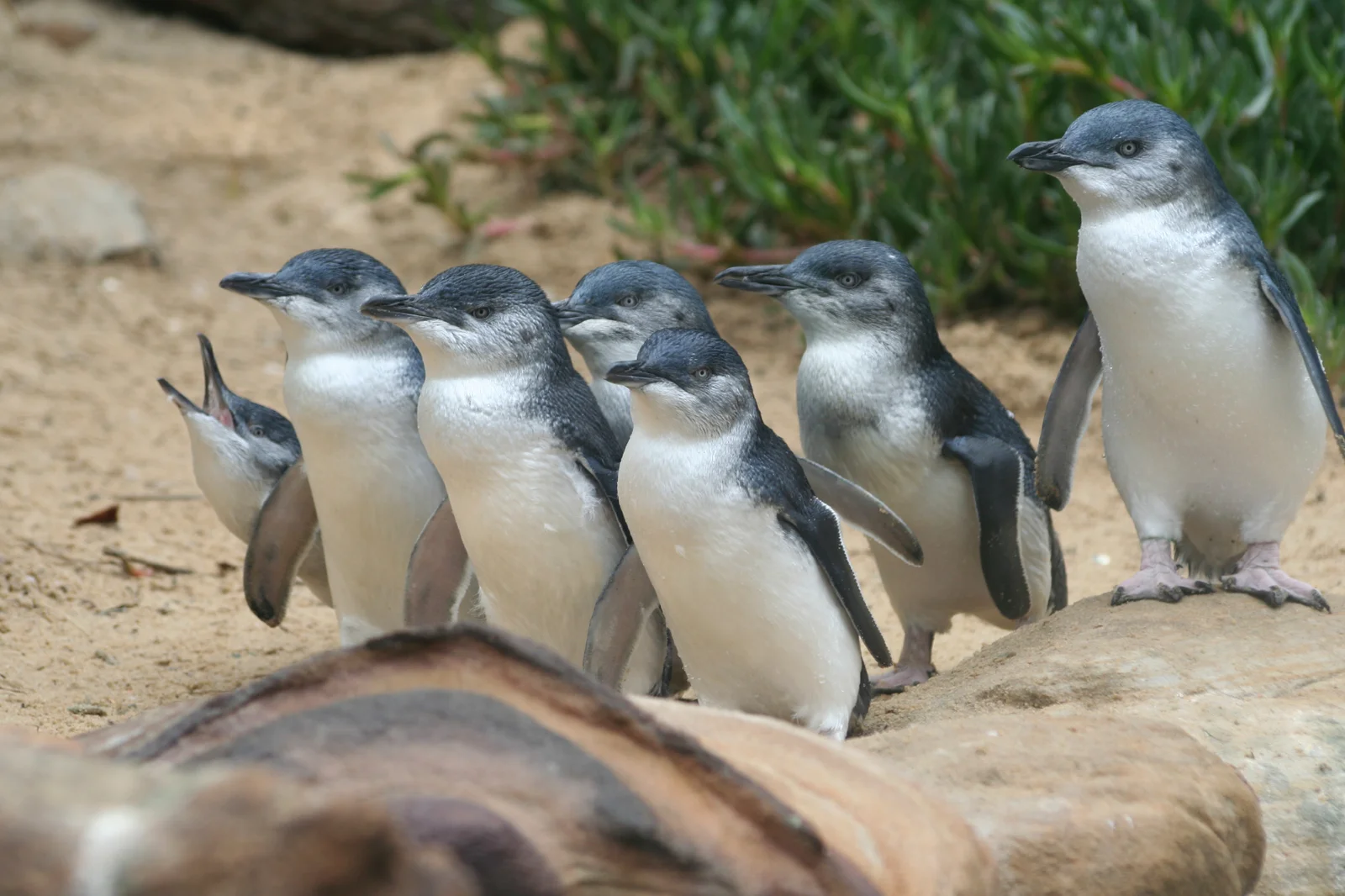 A group of little penguins standing on sandy ground on Phillip Island