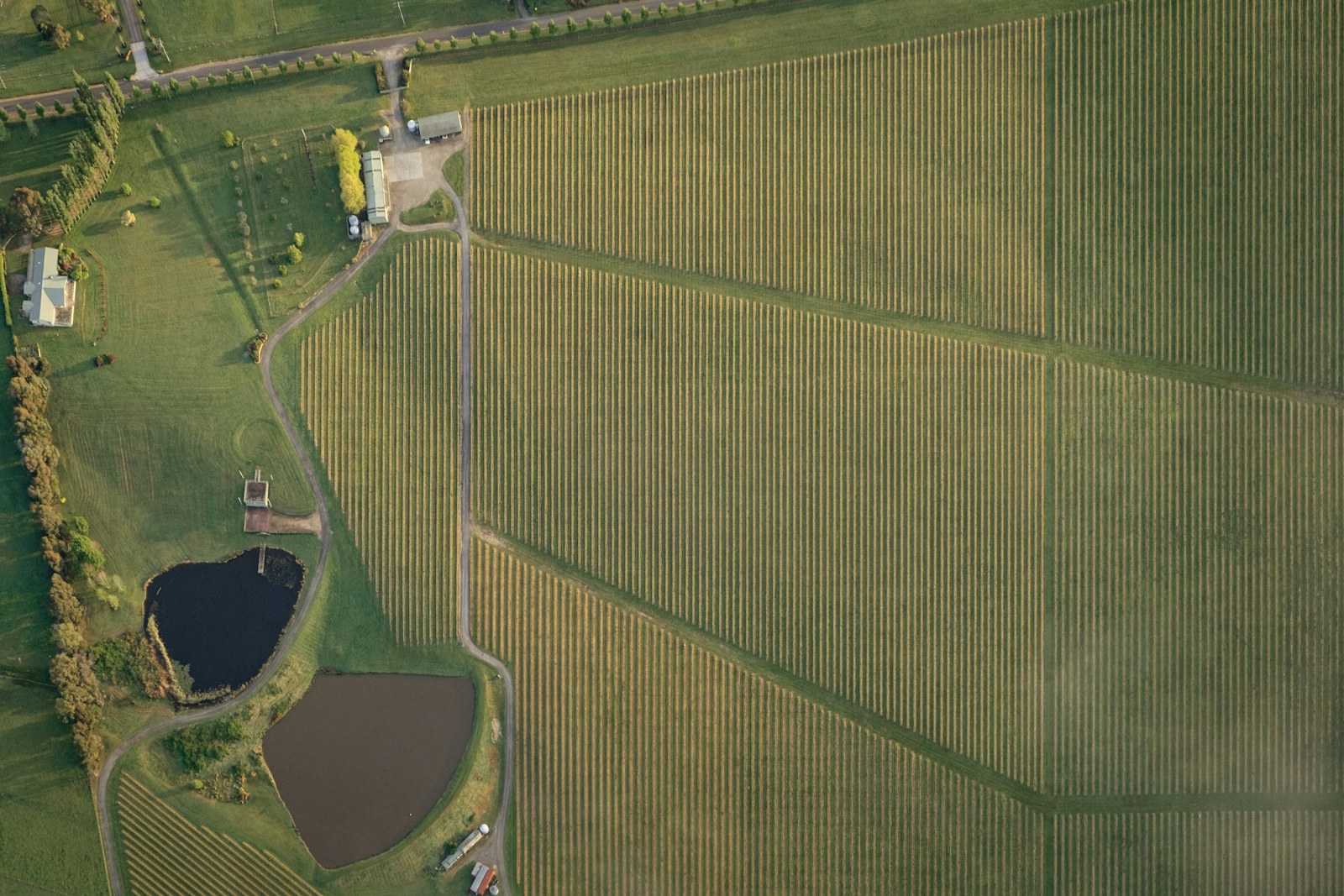 Aerial view of vineyard rows, paths and two farm dams in Victoria’s Yarra Valley.