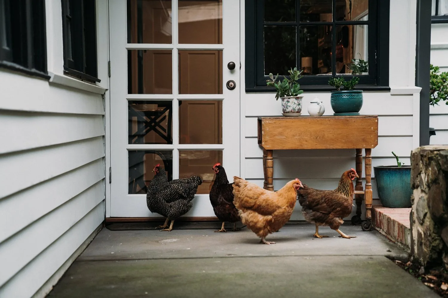 Hens gathered beside the cottage doorway.
