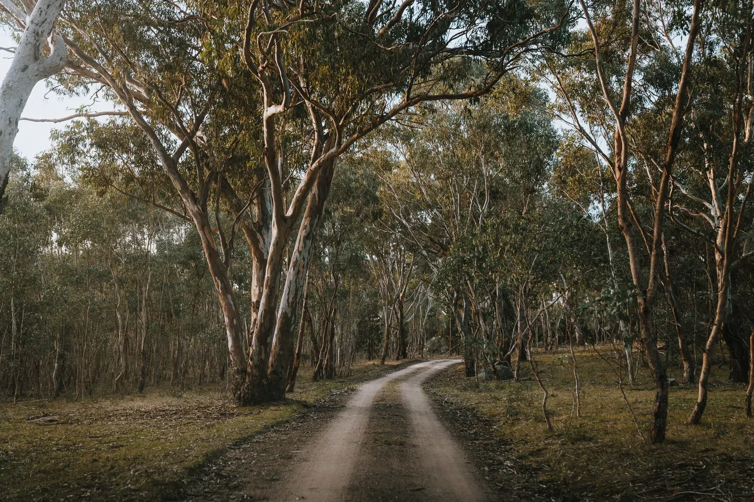 A track passing through trees near Mittagong-Talia.