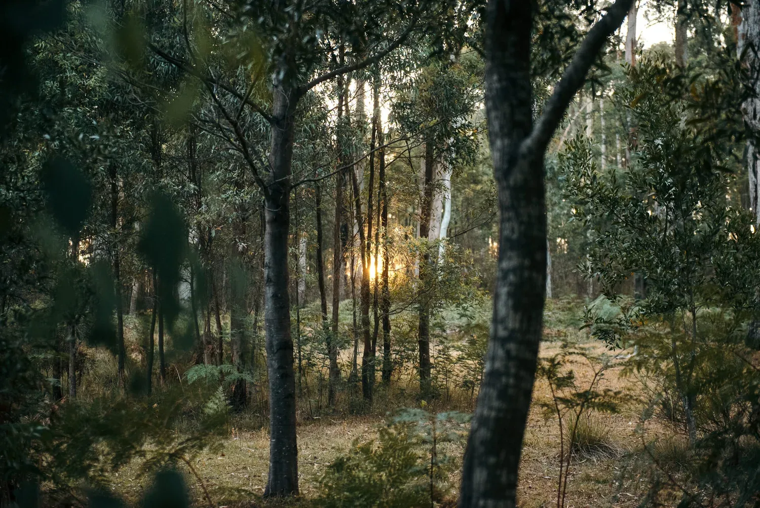Tall trunks and sunlight in the woodland setting.