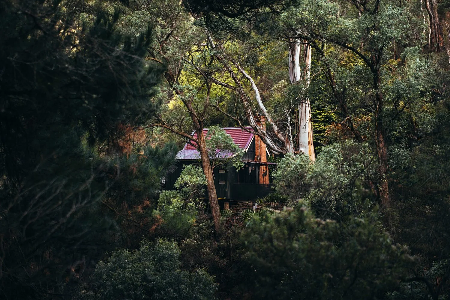 Stringer’s Cottage partly hidden among trees in Walhalla.