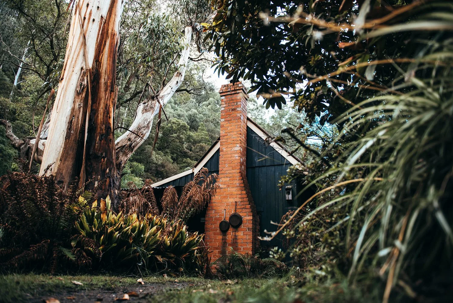 The roof and chimney framed by dense vegetation.